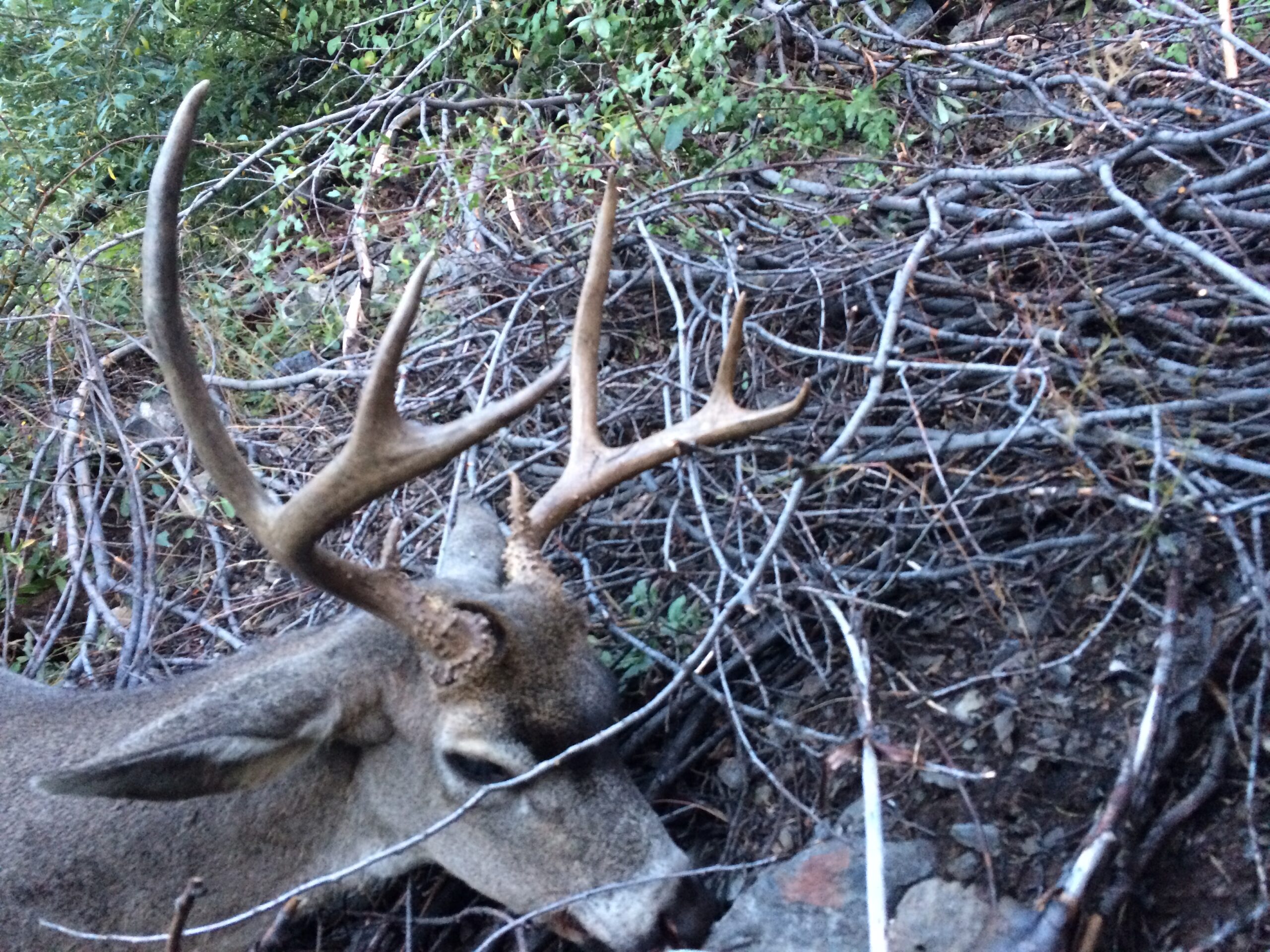 California Columbian Blacktail Deer Hunts - Trinity Fork Outfitters