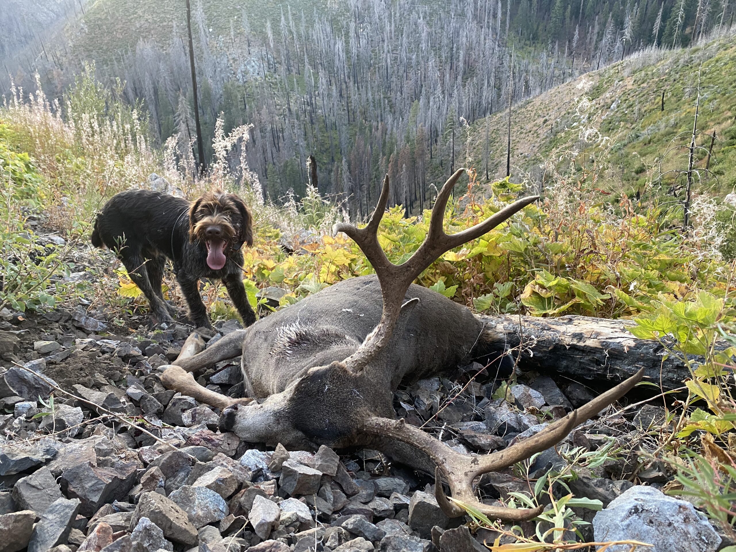 Columbian Blacktail Deer Hunting Guide - Trinity Fork Outfitters